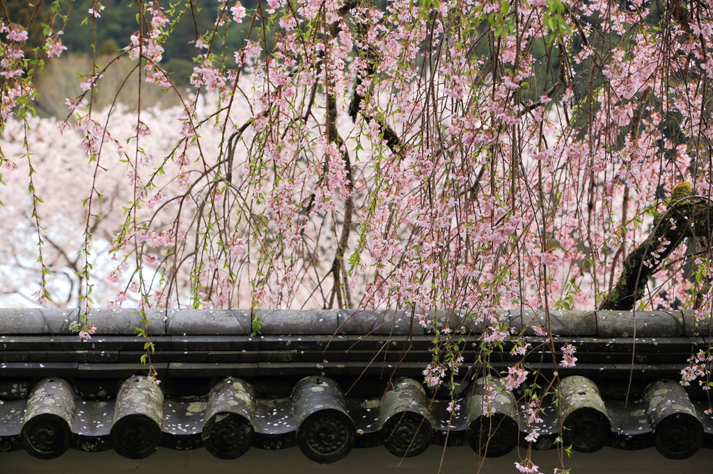 土塀の瓦に架かるしだれ桜