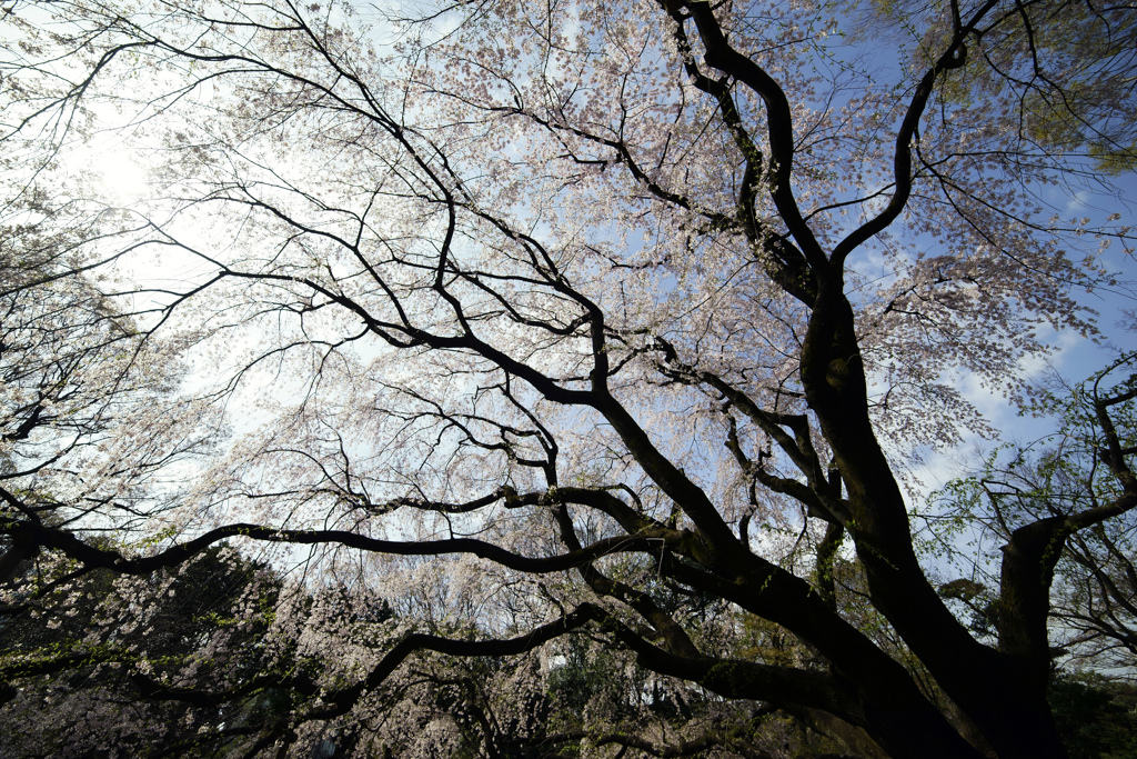 青空に映えるしだれ桜