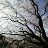 青空に映えるしだれ桜