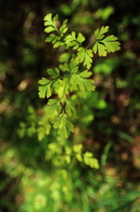 LIttle green leaf