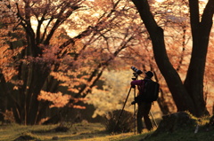 屏風岩公苑の桜が朝日に染まる