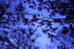 桜樹の下、ツツジ咲く
