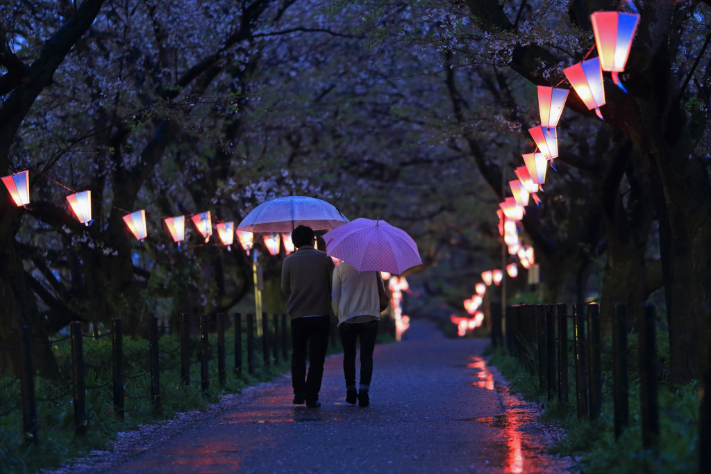 雨の桜道も楽し