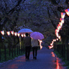 雨の桜道も楽し
