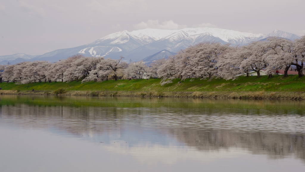 桜の巨木と蔵王の山