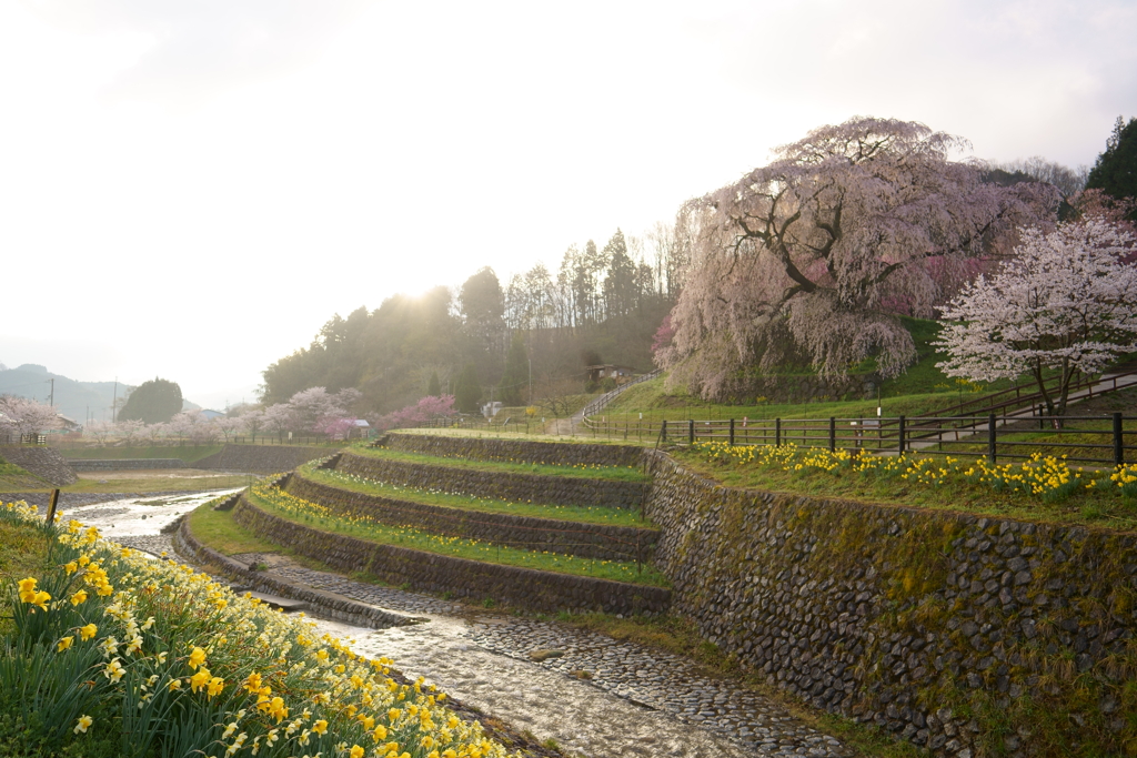 又兵衛桜パーク