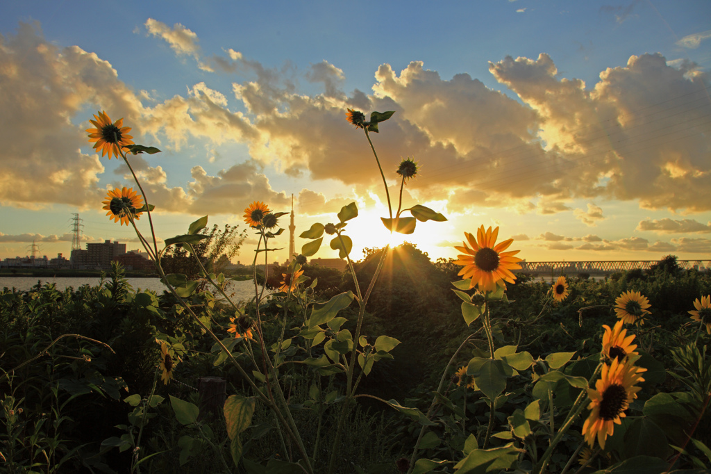 Wild　Sunflower