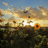 Wild　Sunflower