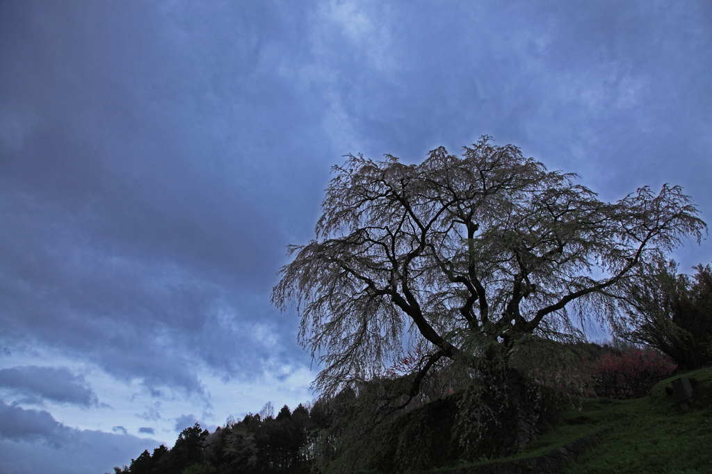 終桜　又兵衛桜