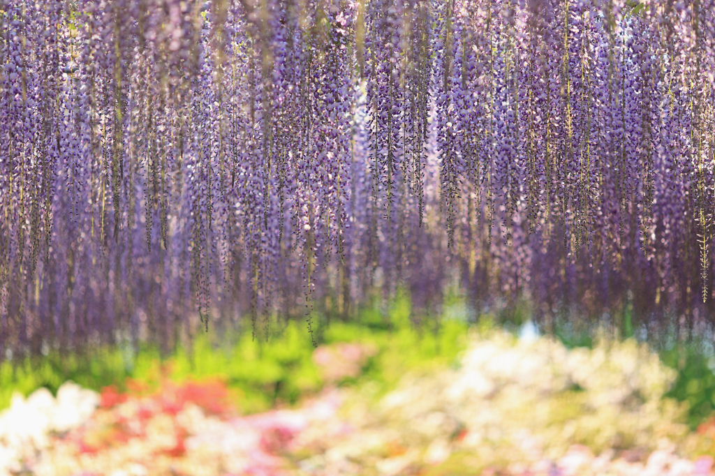 藤のカーテン