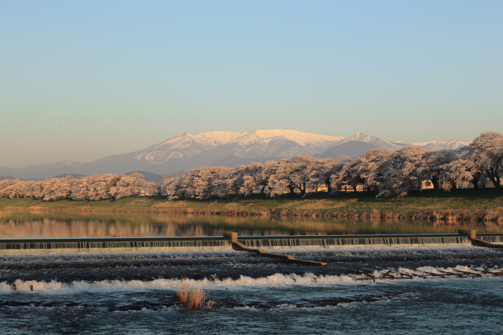 蔵王の雪と白石堤千本桜