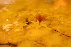 Yellow Leaves in Yellow