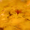 Yellow Leaves in Yellow