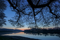 白石川堤一目千本桜、桜の枝越しの夜明けの風景