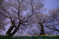 月下の桜〜白石川堤一目千本桜