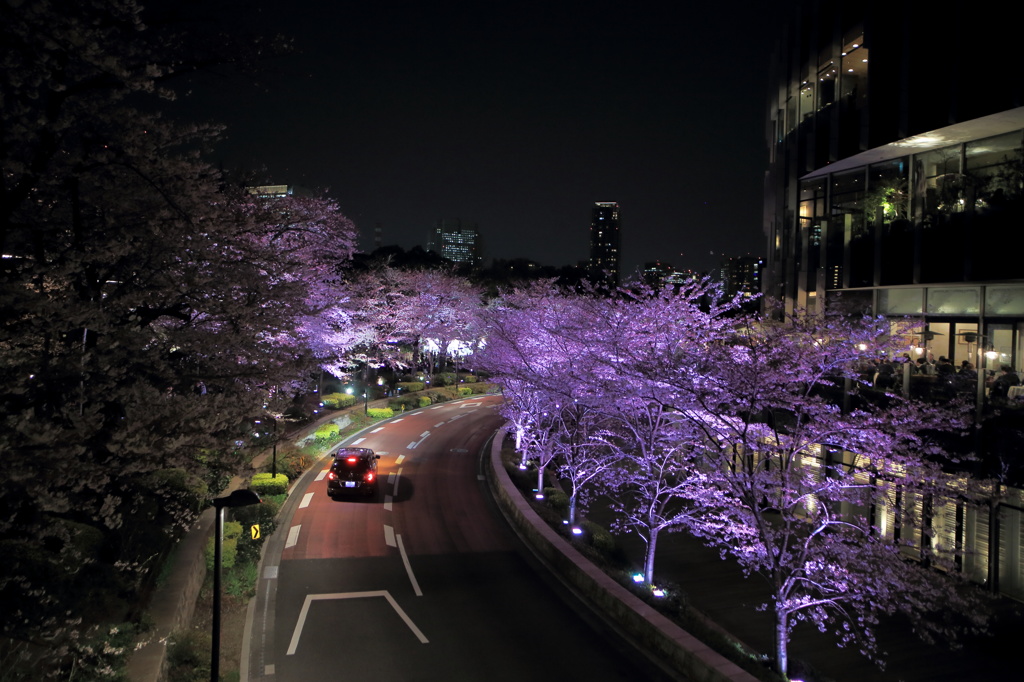 ミッドタウン夜桜
