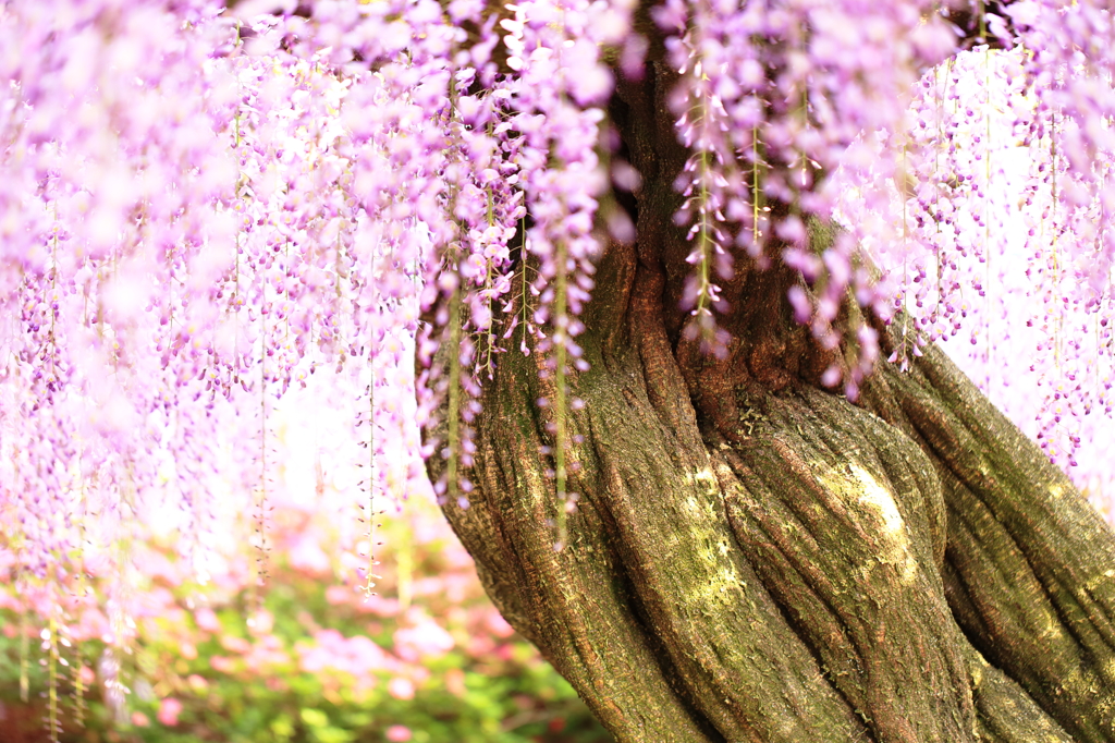 藤の大樹と輝く花