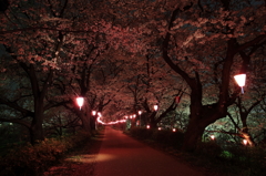 権現堂桜堤の小路に連なる桜色の提灯の灯り