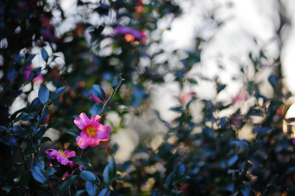 山茶花に寒さを忘れる