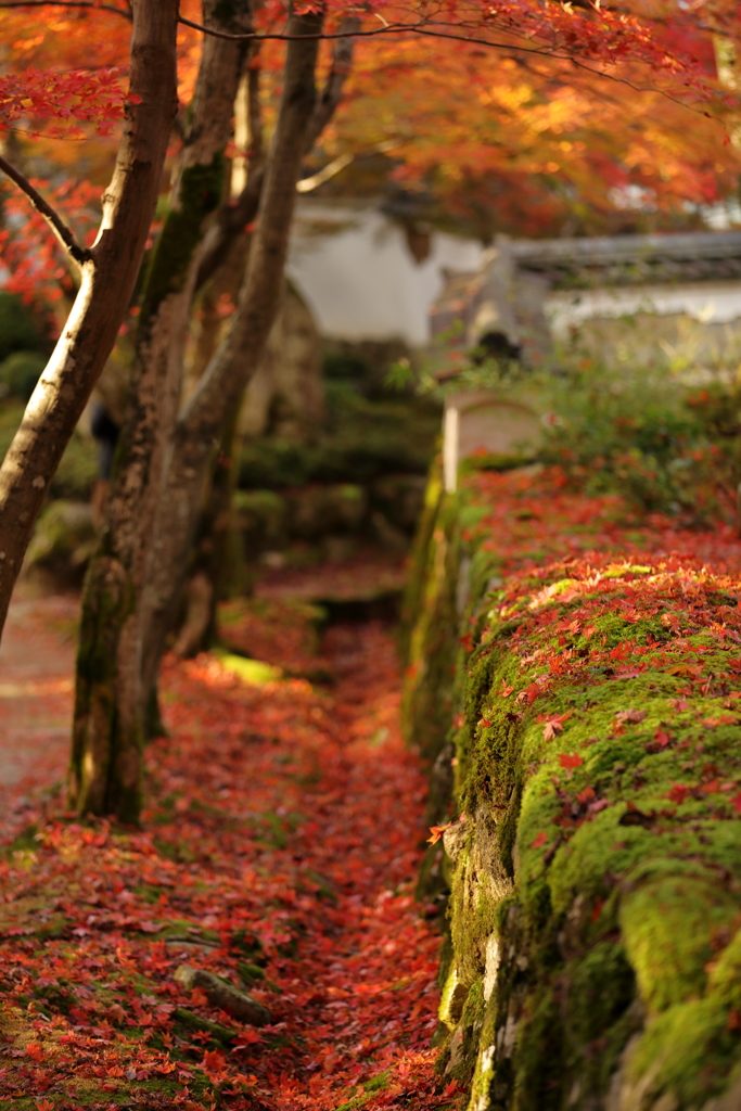 一面の紅落葉
