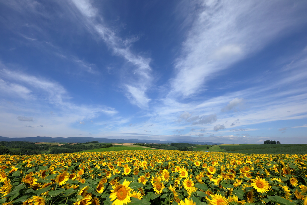 The flowers smile under the blue sky