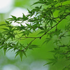 Green breeze