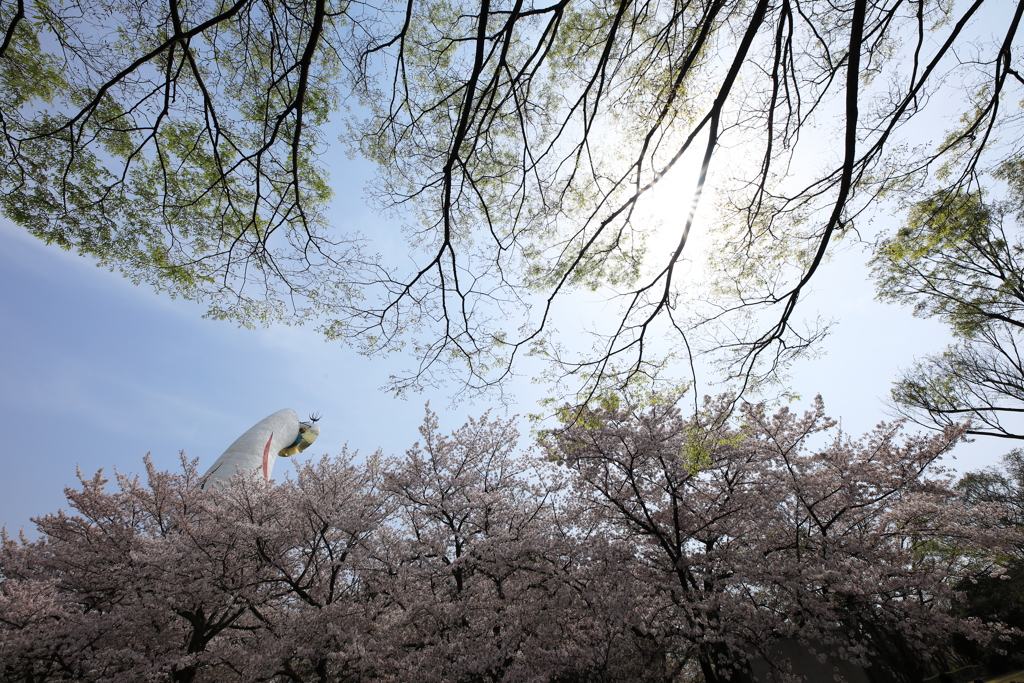 桜、そして新緑、時は流れる