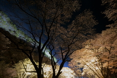屏風岩桜の光と影