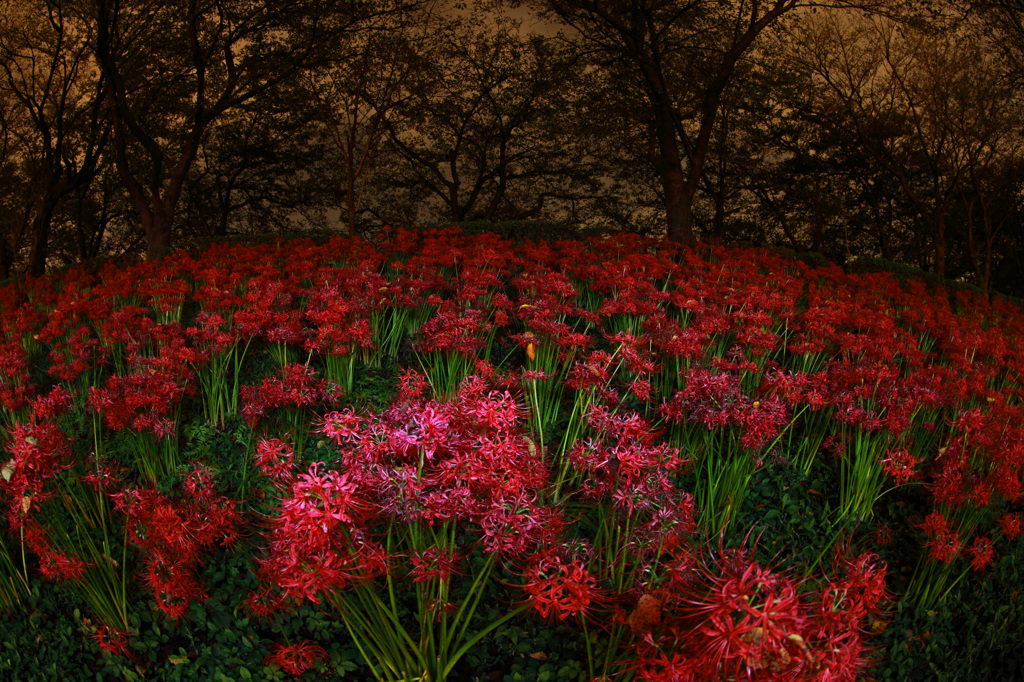 妖しの森の赤い華