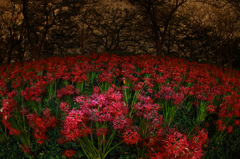 妖しの森の赤い華