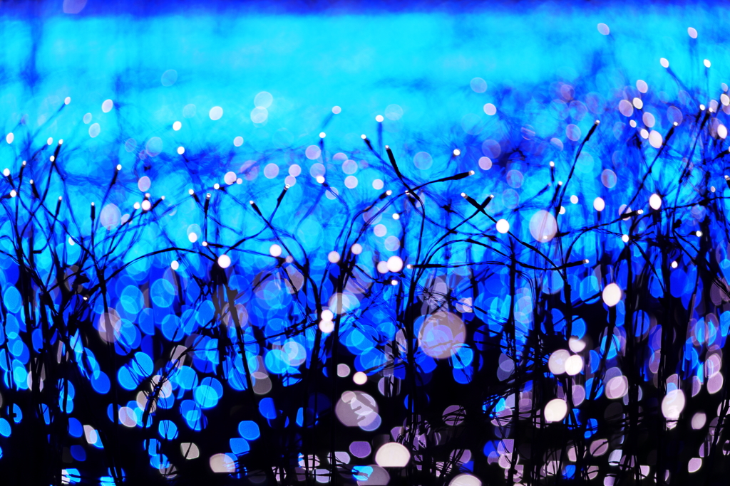 Tama bokeh in blue & white
