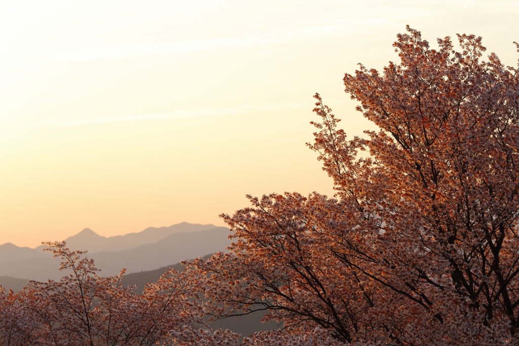 朝日に桜花輝く