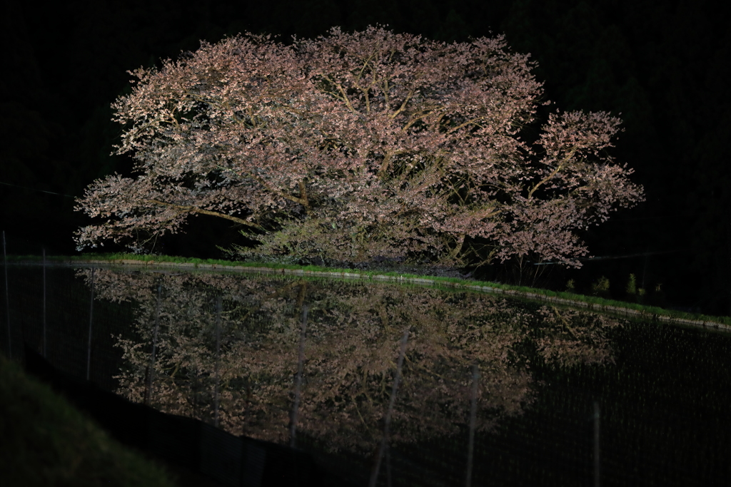 水鏡に写る牛繋ぎの桜