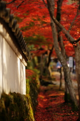 白壁と紅落葉のマリアージュ