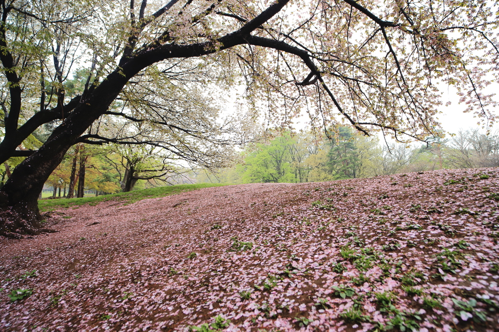 一面を覆う桜の花