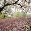 一面を覆う桜の花