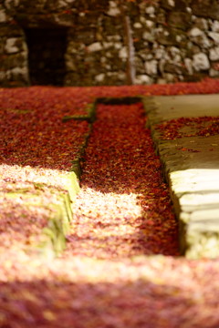 庫裏を埋め尽くす紅葉の絨毯