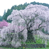 The Matabe cherry tree