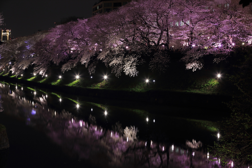 満開桜　千鳥が淵