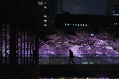 闇に浮かび上がる桜の花と二人のシルエット