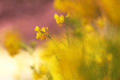 Sakura pink ,Nanohana yellow