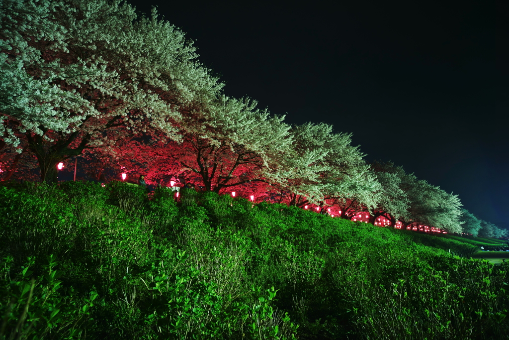 ピンクに染まる権現堂桜堤