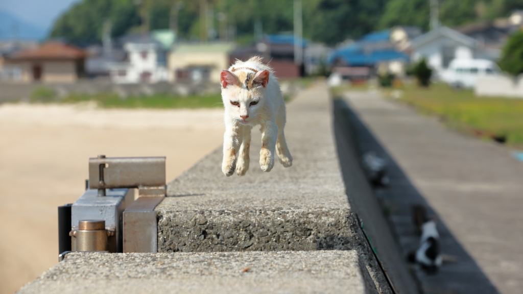 Flying Cat