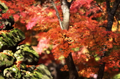 木漏れ日に輝く石垣と紅葉