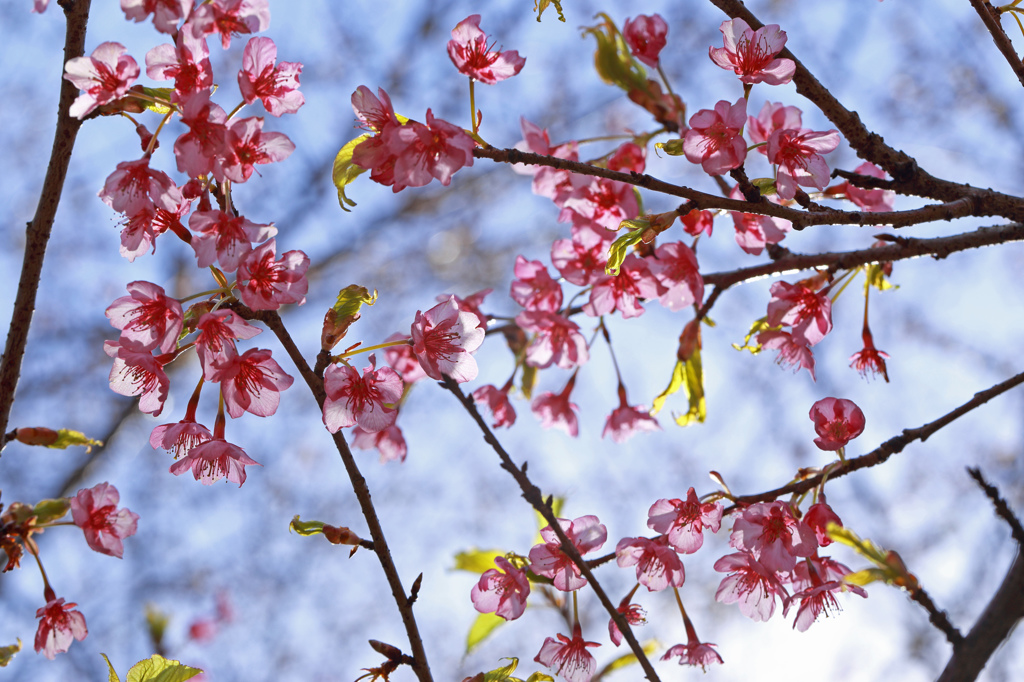 河津桜の花咲く頃