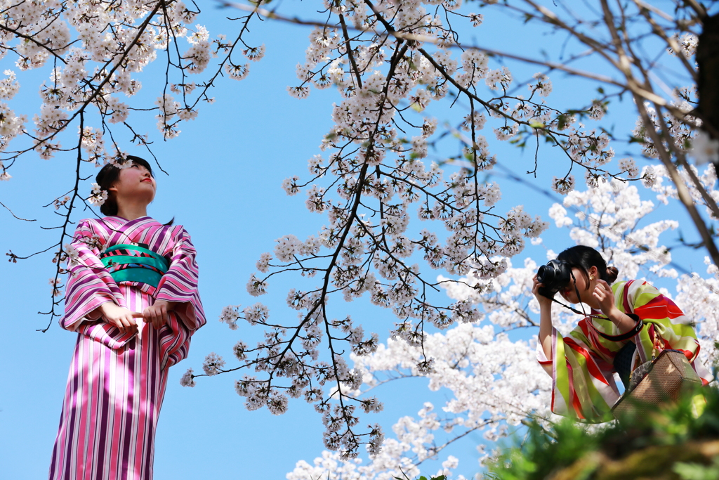 インクラインの桜と青空とカメラ女子と