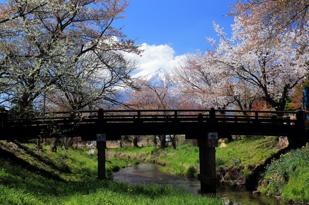 忍野の桜もこれで見納めです