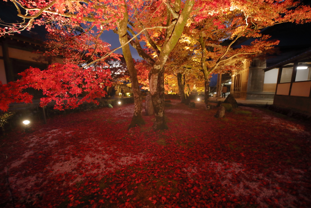 永源寺紅葉ライトアップ 落葉のレッドカーペット By 10point Id 写真共有サイト Photohito