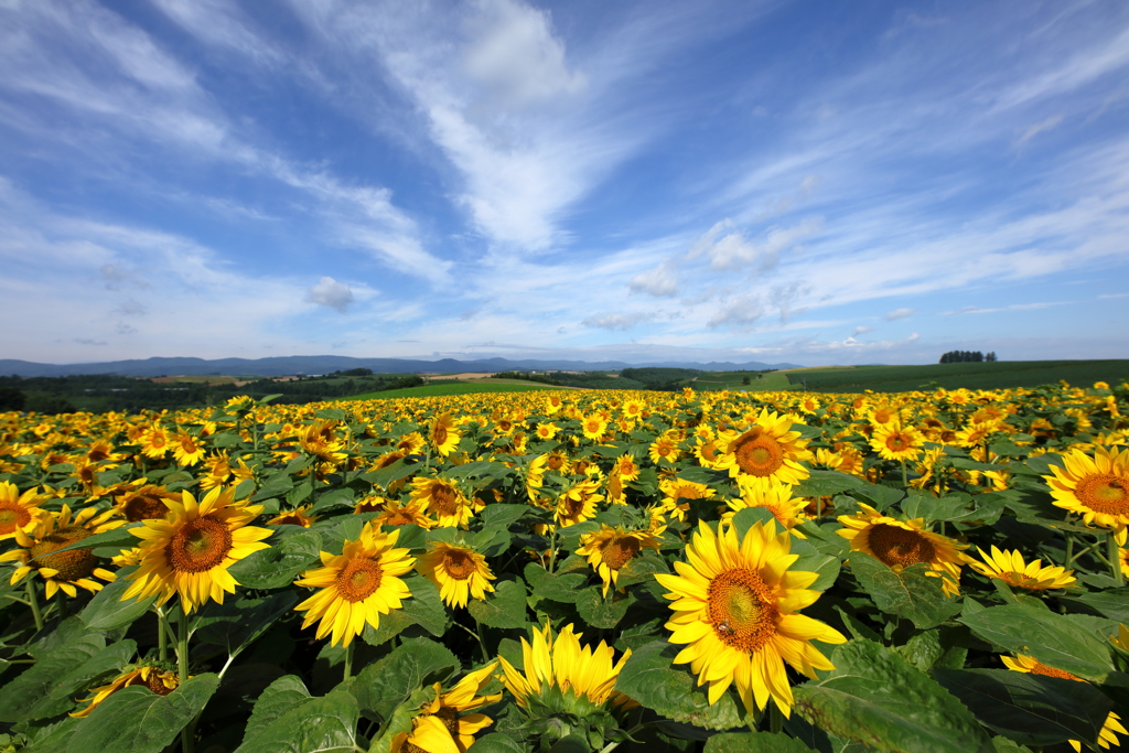 ひまわりの花と青空が広がる新栄の丘