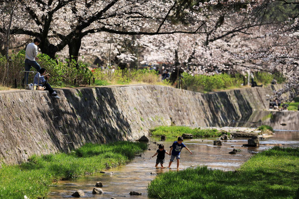 芦屋川の桜と川遊びの兄妹
